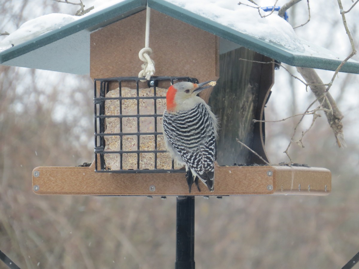 Red-bellied Woodpecker - ML307081591
