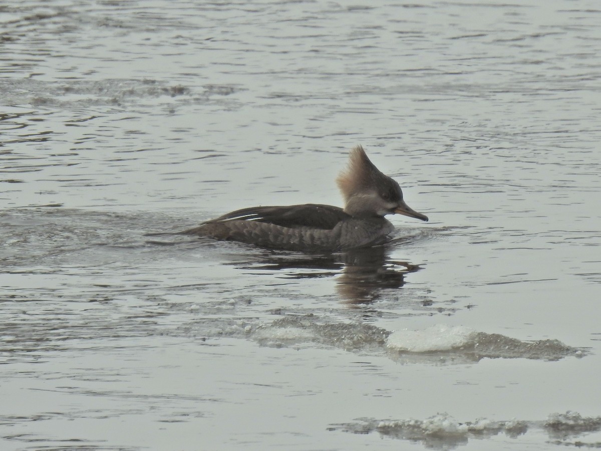 Hooded Merganser - ML307081621