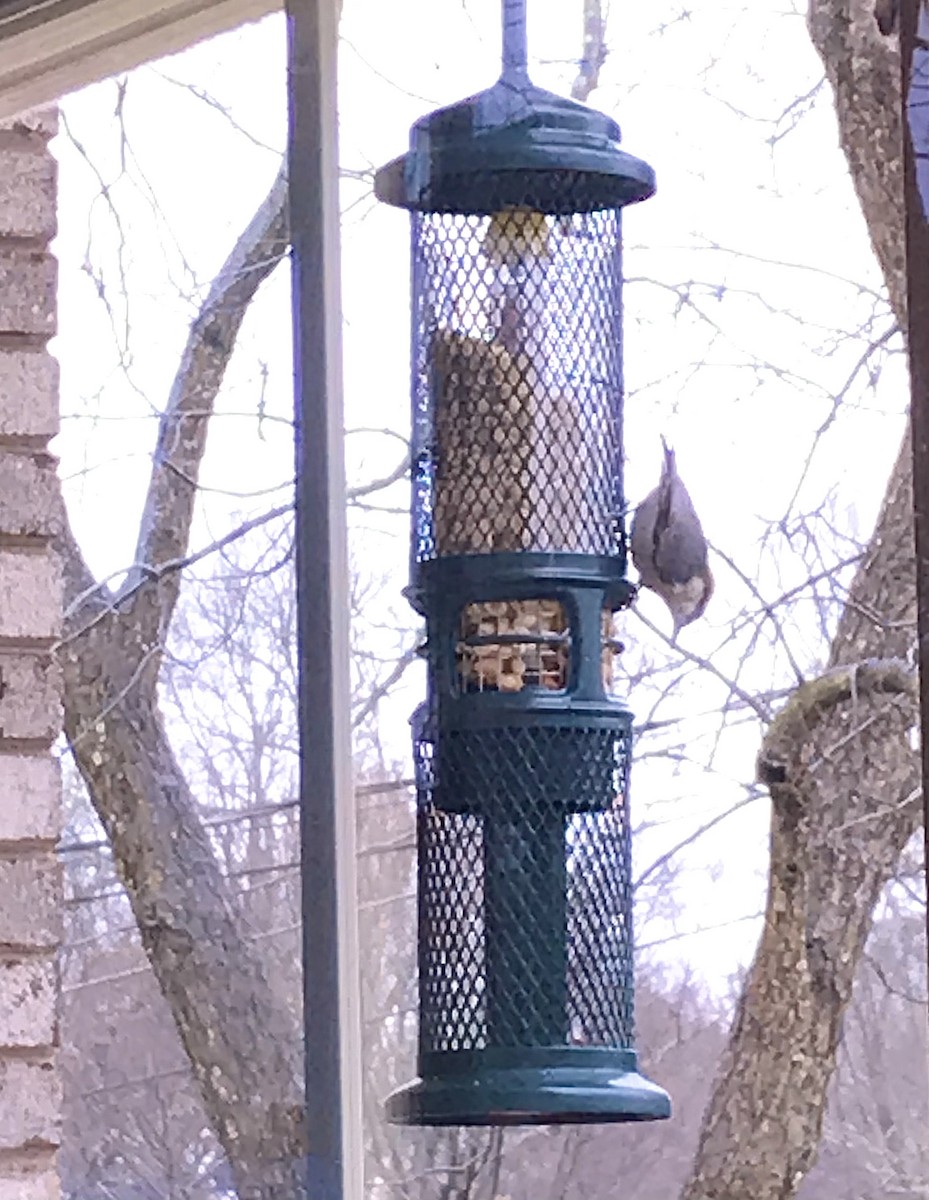 Brown-headed Nuthatch - ML307081931