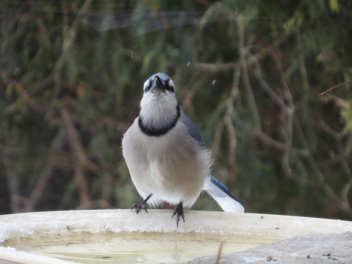 Blue Jay - ML307082061
