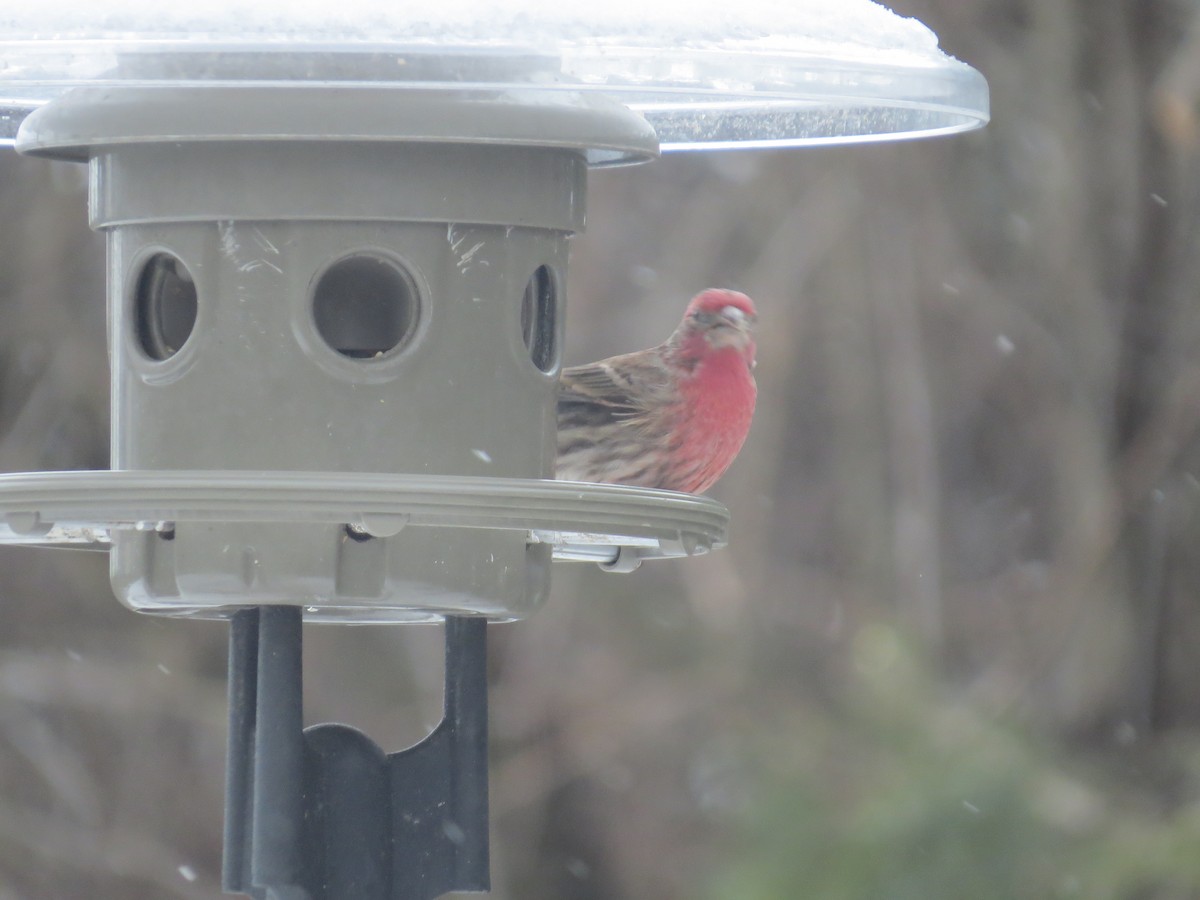 House Finch - ML307082911