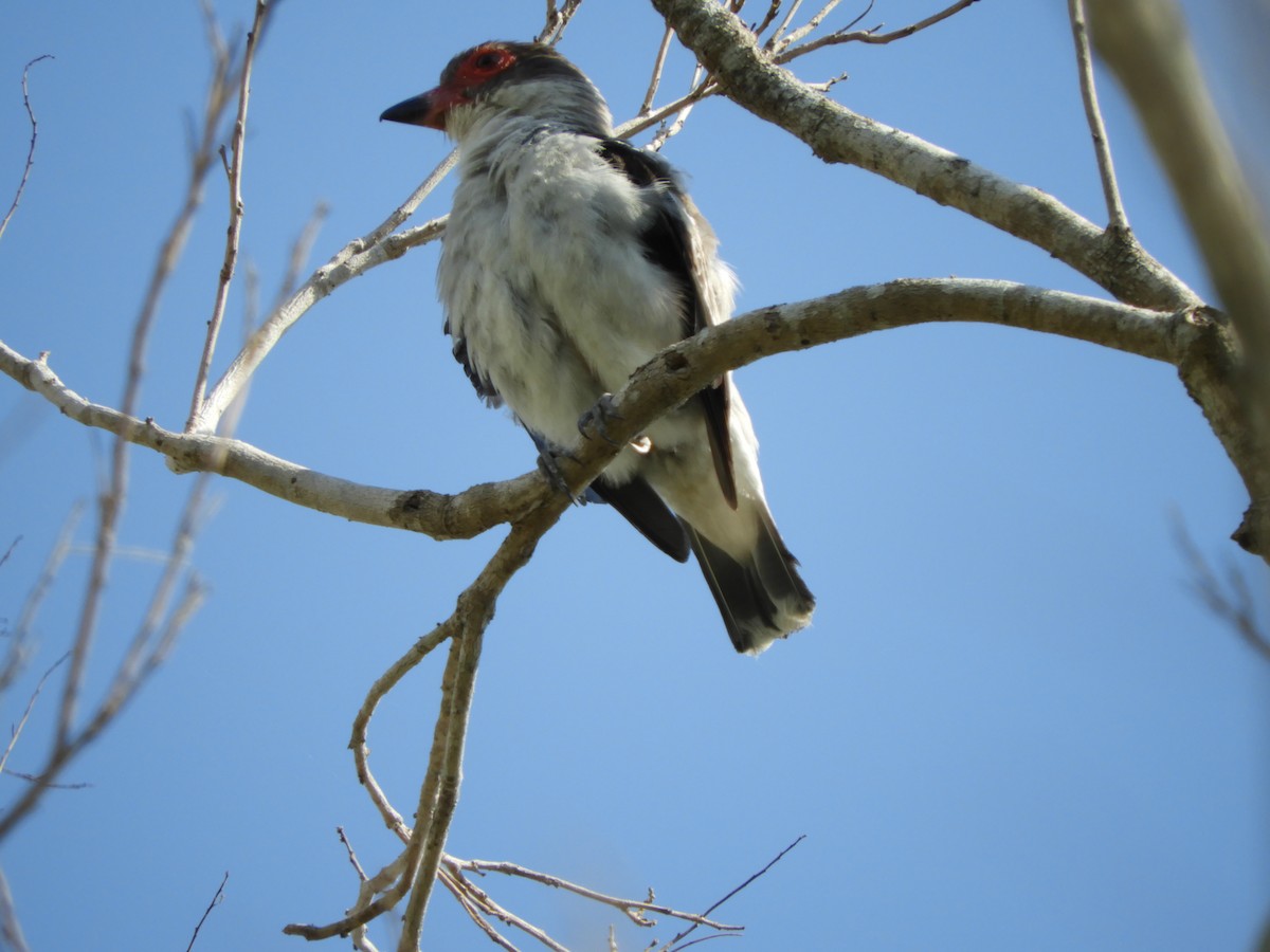 Masked Tityra - ML307082921