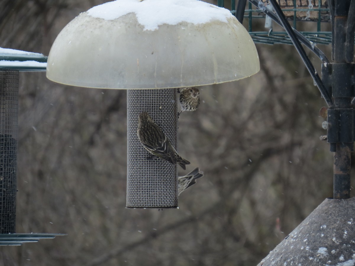 Pine Siskin - ML307083101