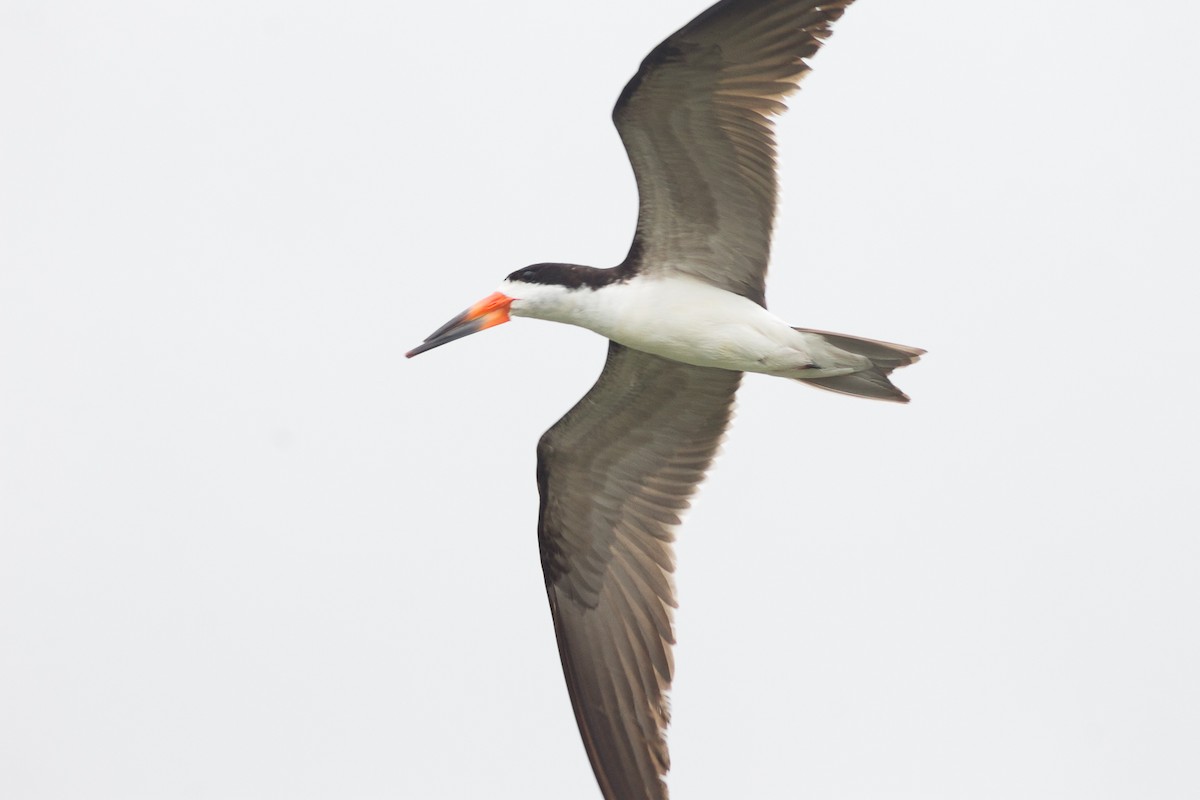 Black Skimmer - Maickerson Campos García