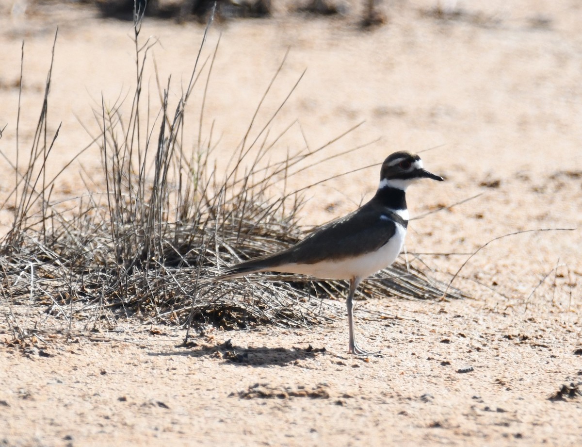 Killdeer - ML307086901