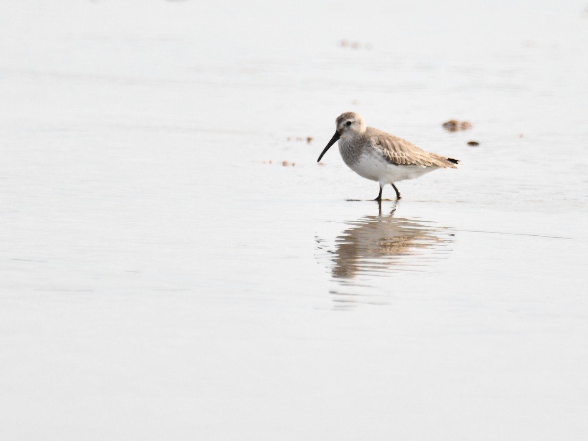 Dunlin - Bill Veach