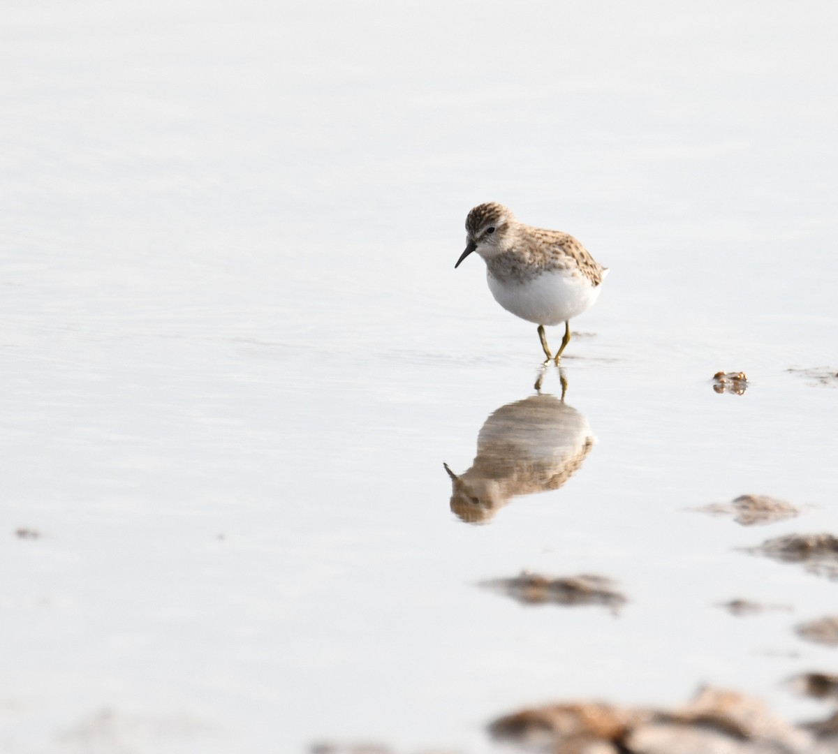 Least Sandpiper - Bill Veach