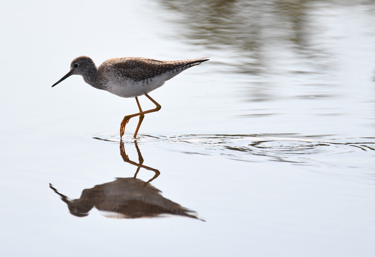 Lesser/Greater Yellowlegs - ML307087501