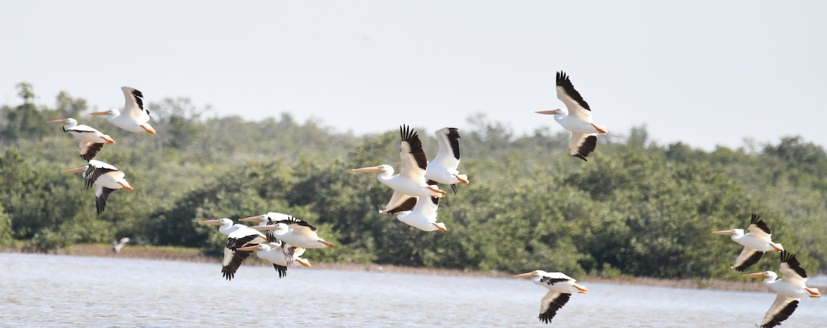 American White Pelican - ML307087541