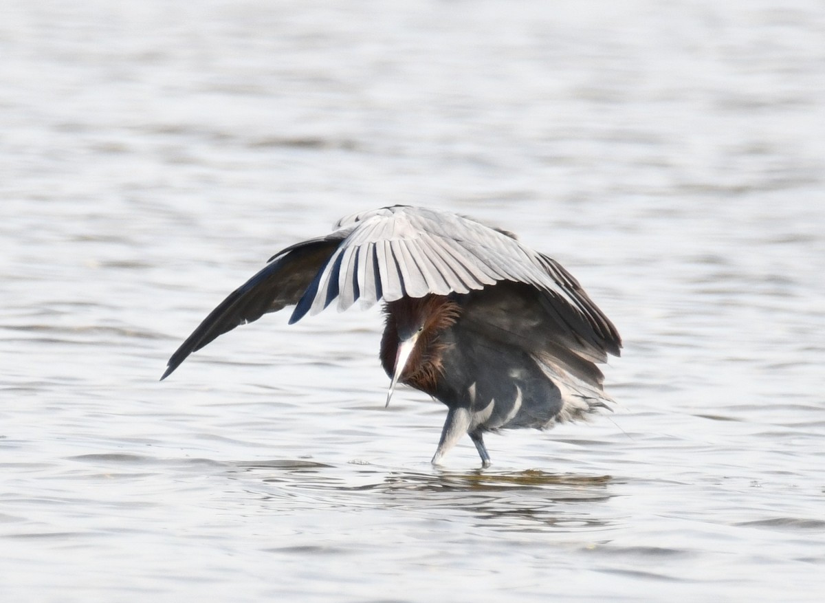 Reddish Egret - ML307087681