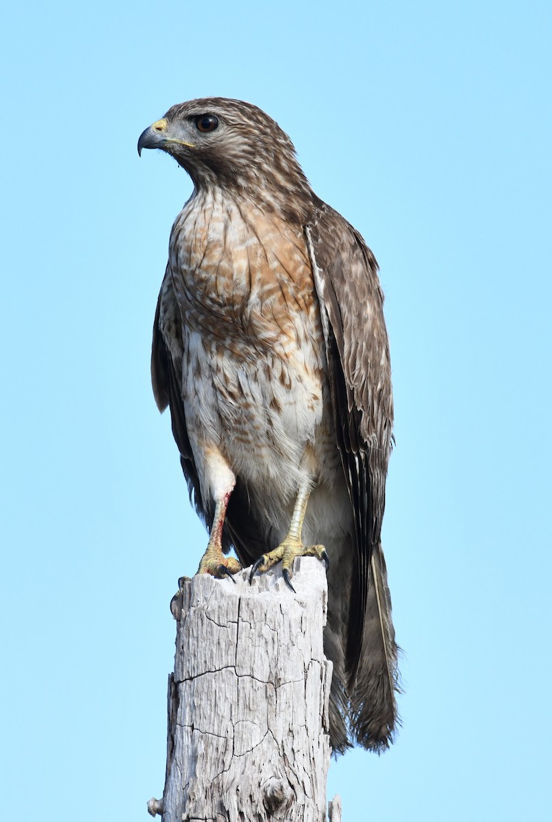 Red-shouldered Hawk - ML307087891