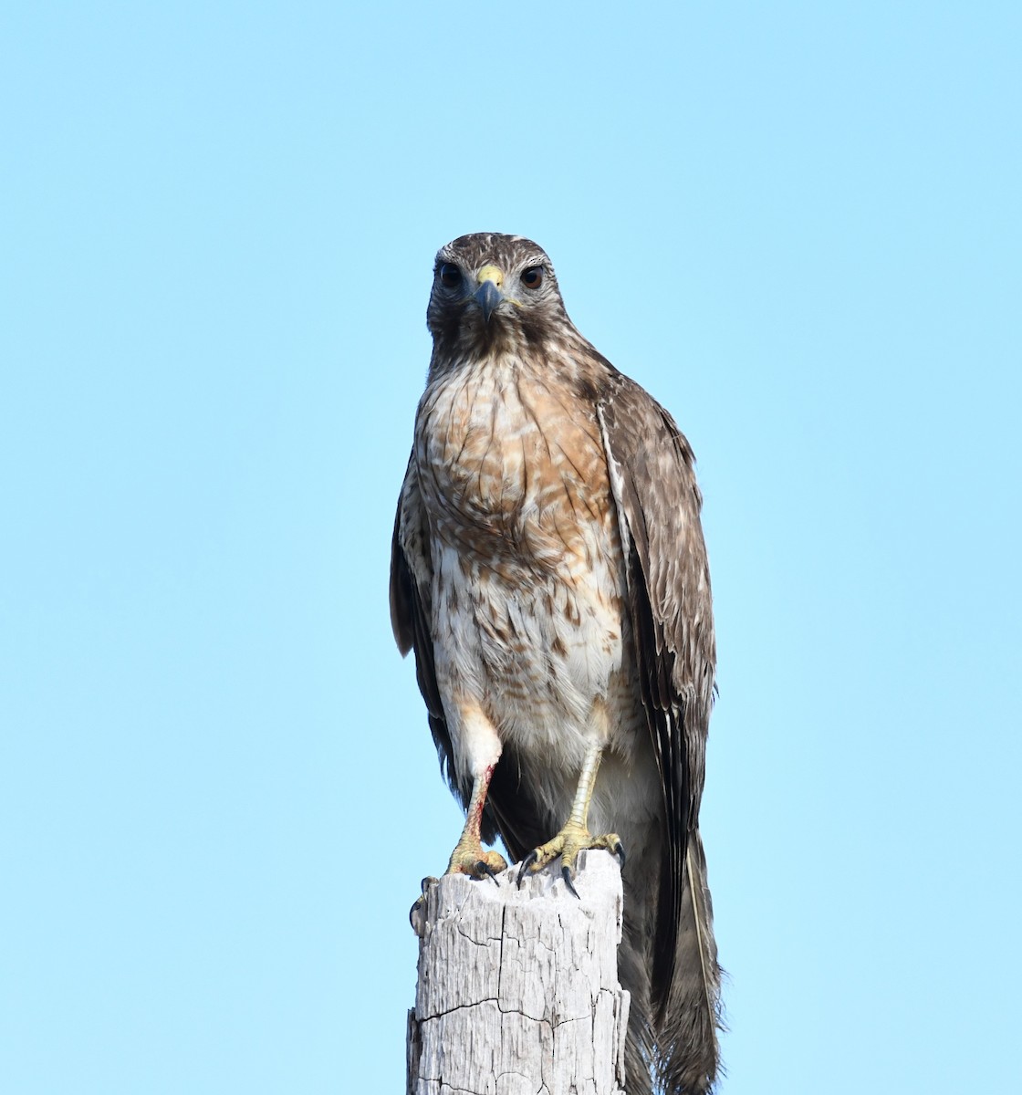 Red-shouldered Hawk - ML307087901