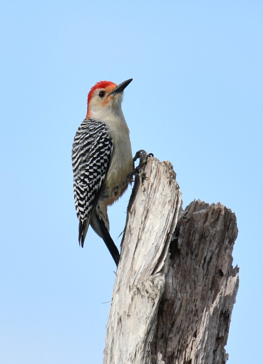 Red-bellied Woodpecker - ML307088021