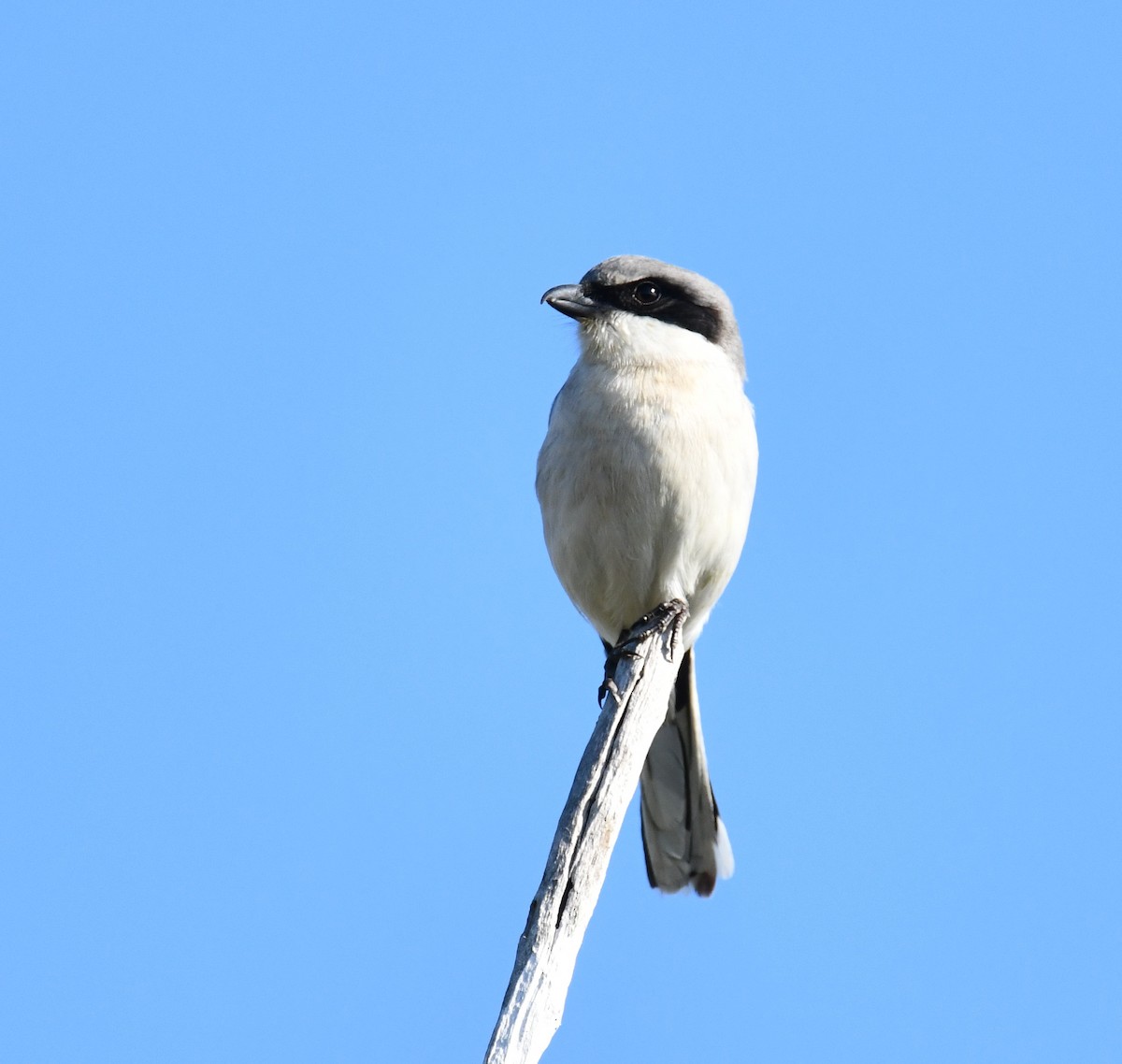 Loggerhead Shrike - ML307088211