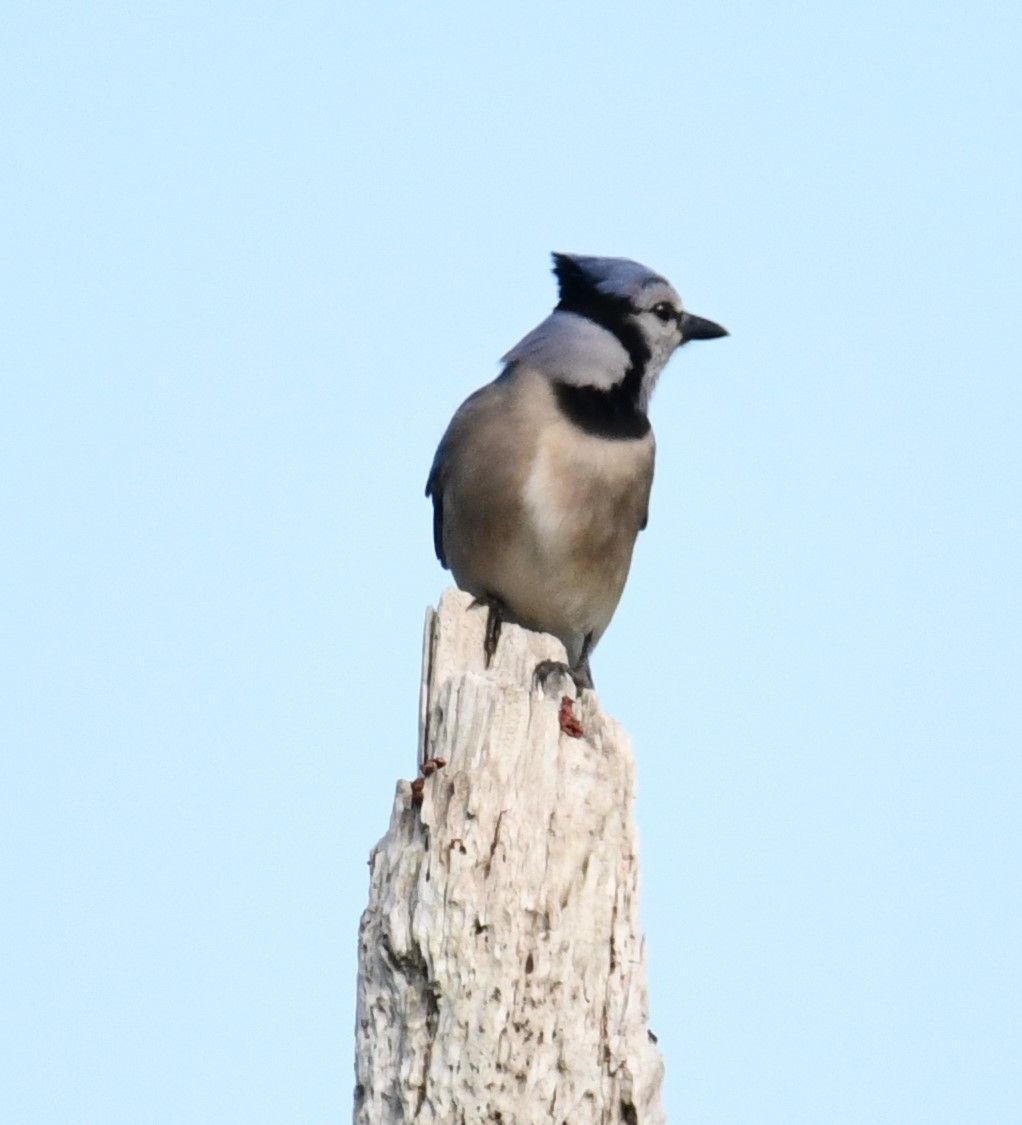 Blue Jay - ML307088371