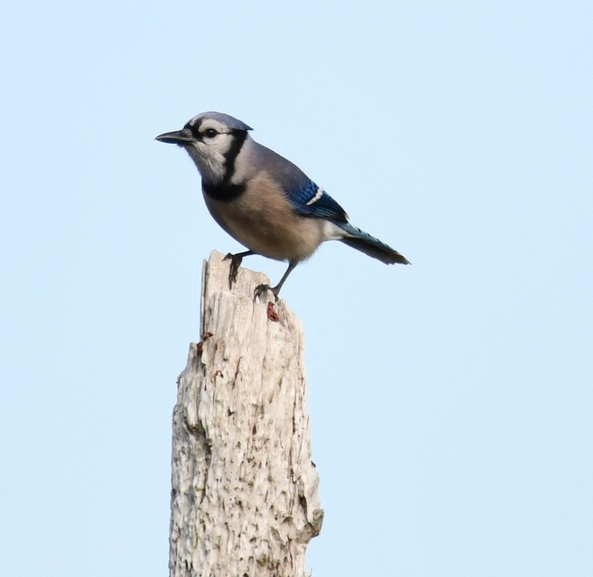 Blue Jay - ML307088381