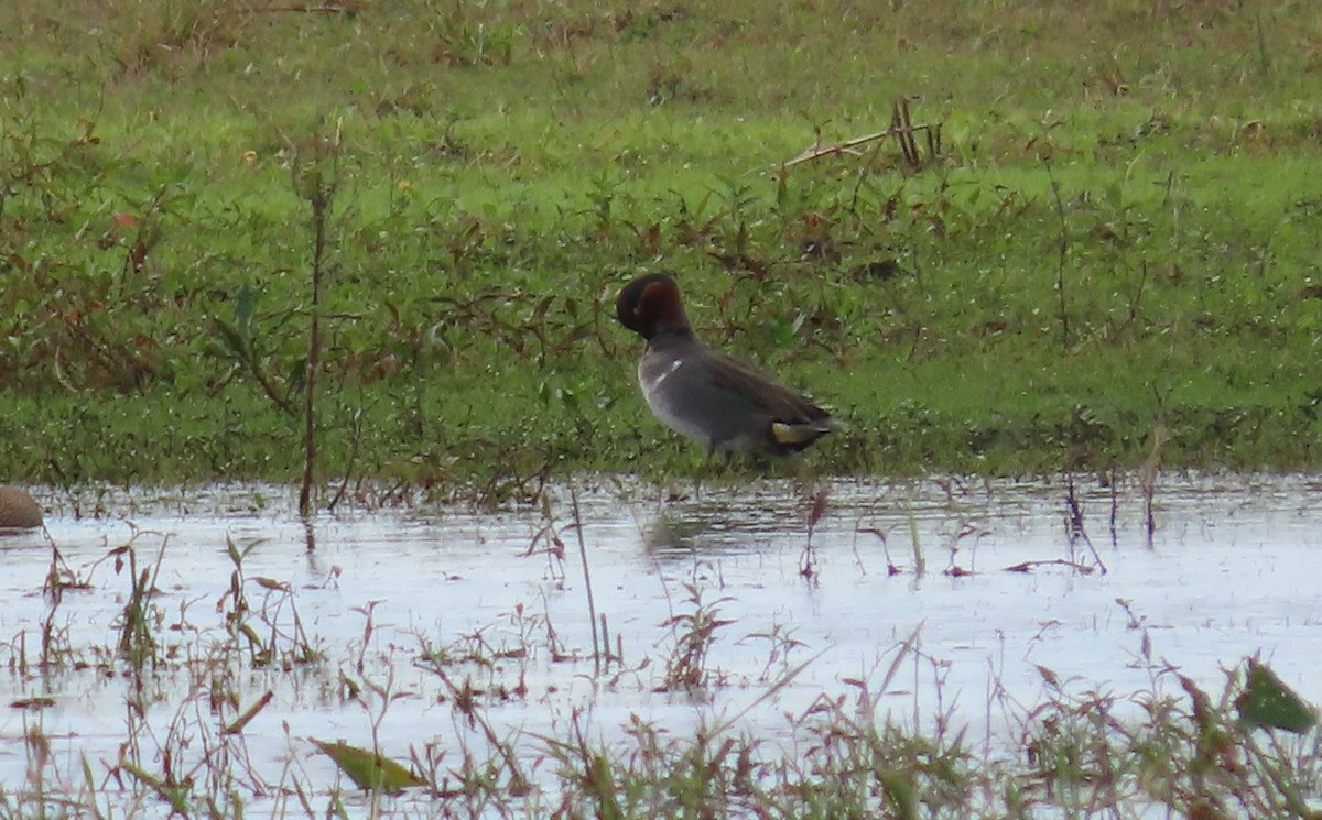 Green-winged Teal - ML307089251