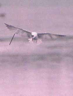 White-winged Tern - ML30709051