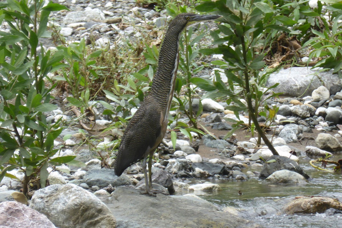 Fasciated Tiger-Heron - ML30709081