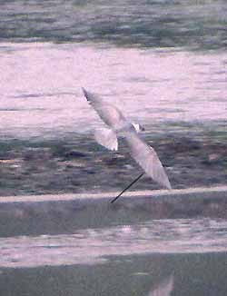 White-winged Tern - ML30709091