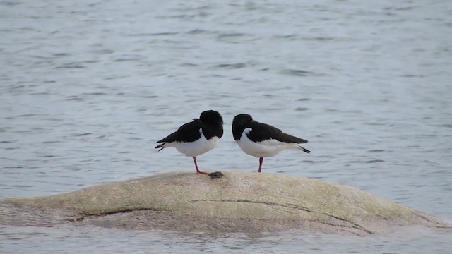 Eurasian Oystercatcher - ML307091721