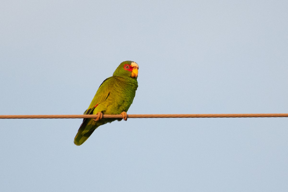 White-fronted Parrot - ML307093041
