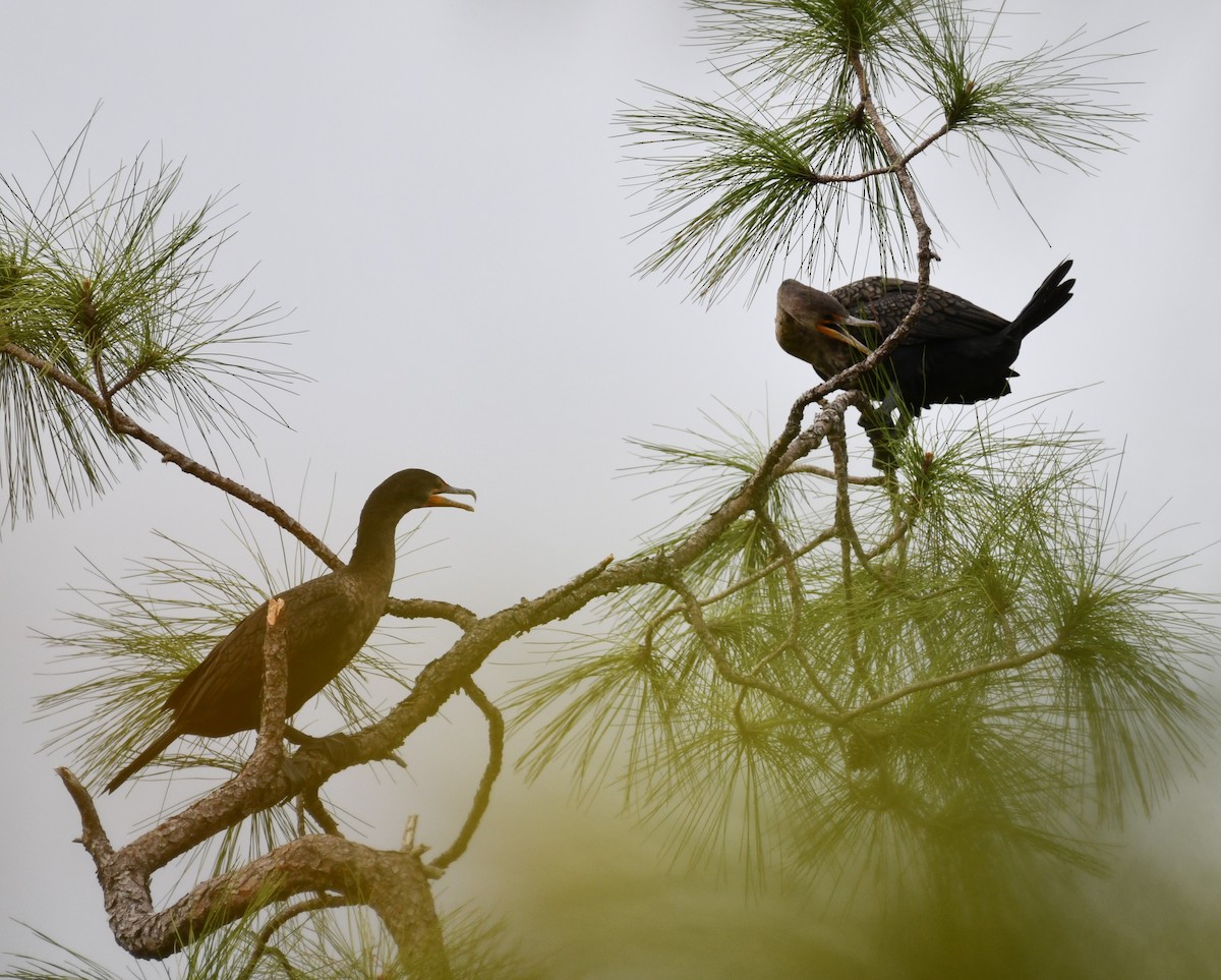 Double-crested Cormorant - ML307094061