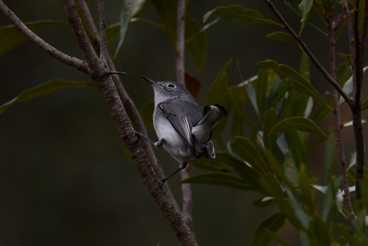 Blue-gray Gnatcatcher - ML307094201