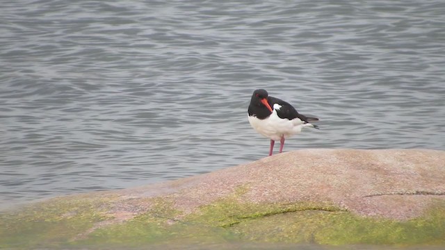 Eurasian Oystercatcher - ML307094501