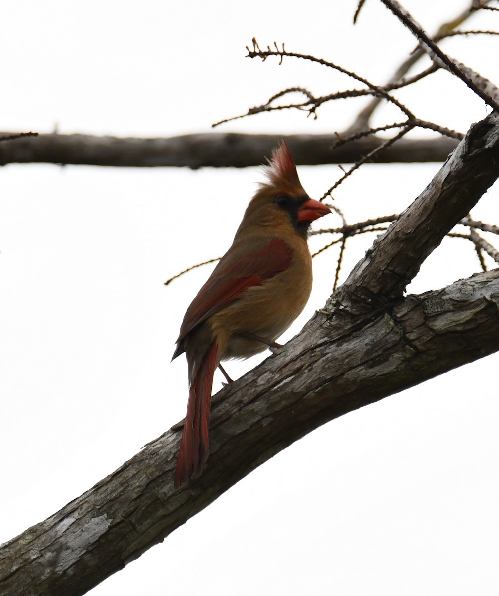 Northern Cardinal - ML307094611