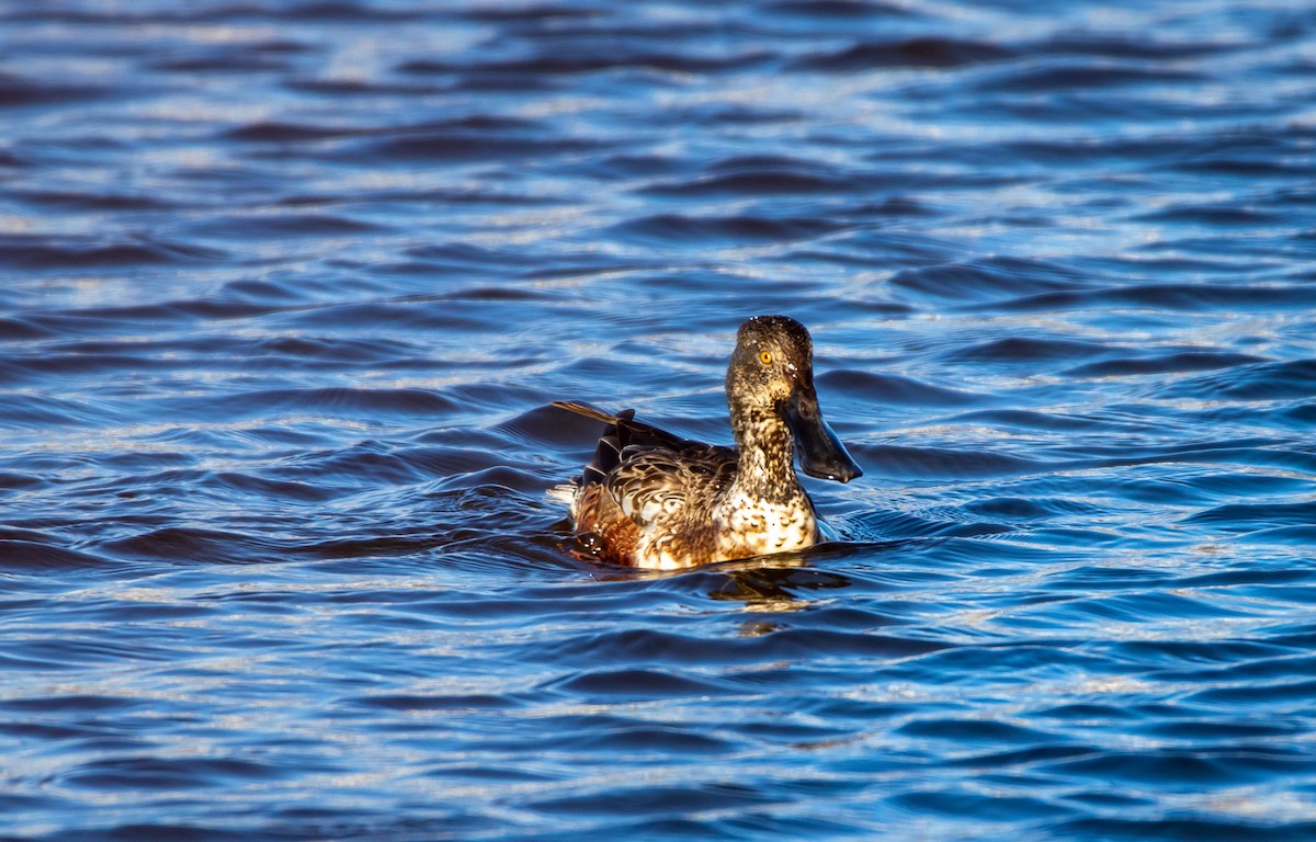 Northern Shoveler - ML307094691