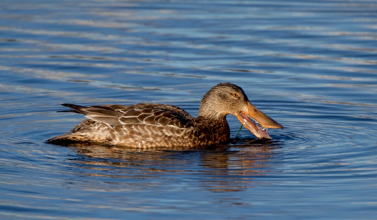 Northern Shoveler - ML307094841