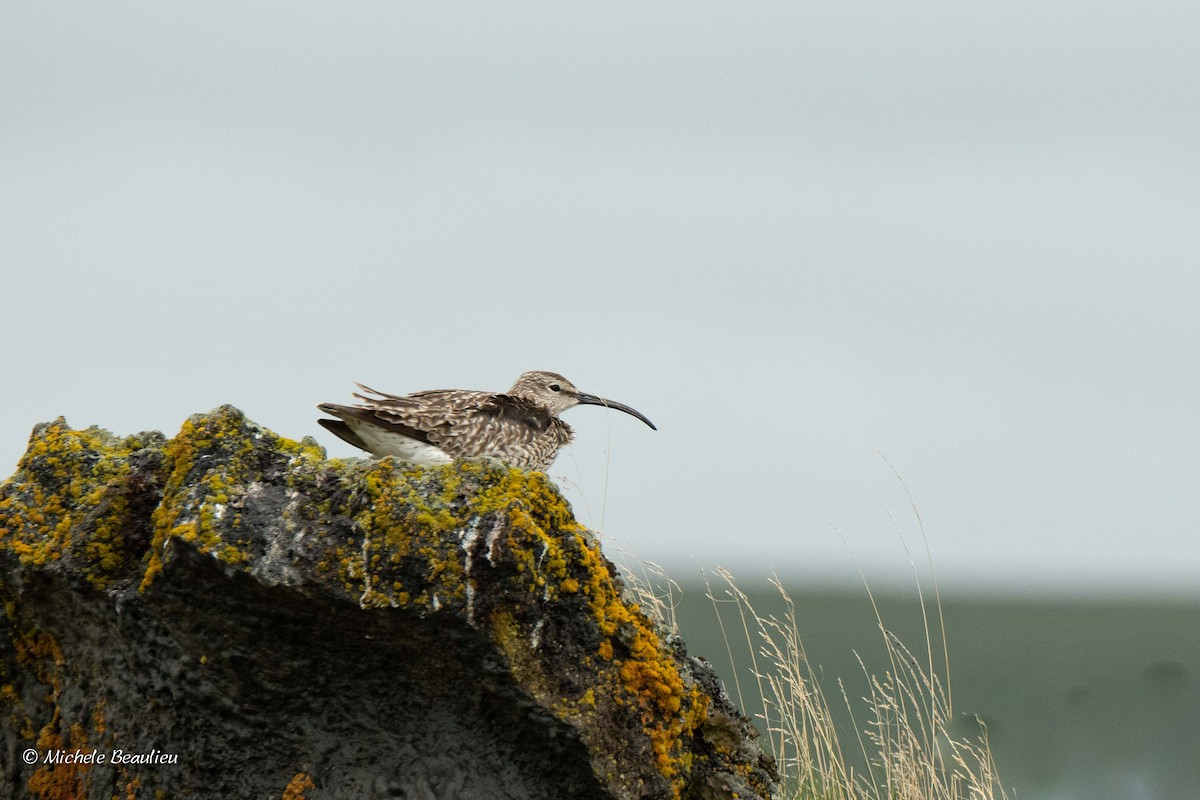 Regenbrachvogel - ML307095091