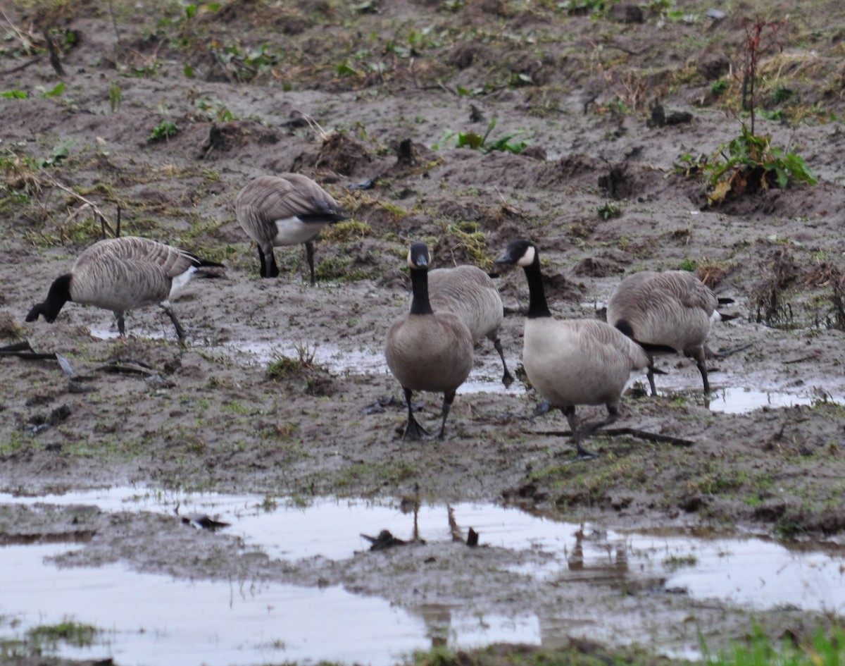 Cackling Goose (Taverner's) - ML307098631