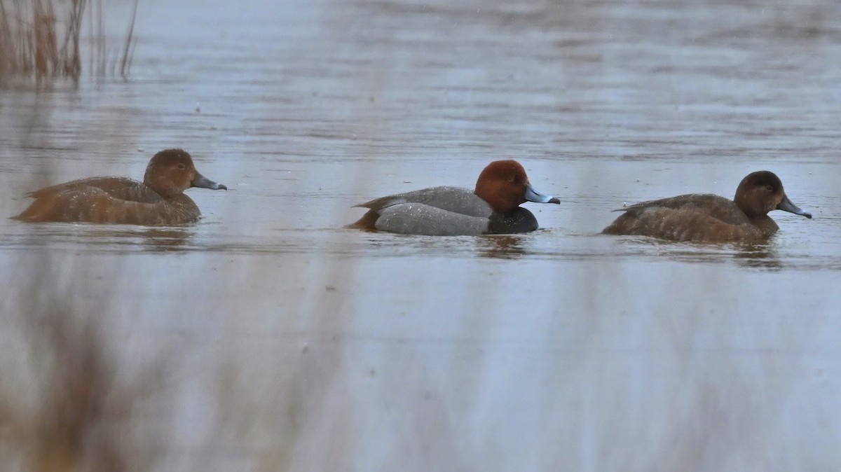 Fuligule à tête rouge - ML307099521