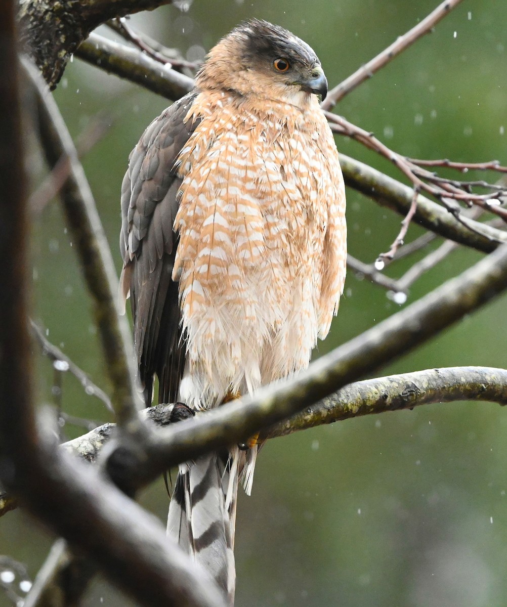 Cooper's Hawk - ML307099801