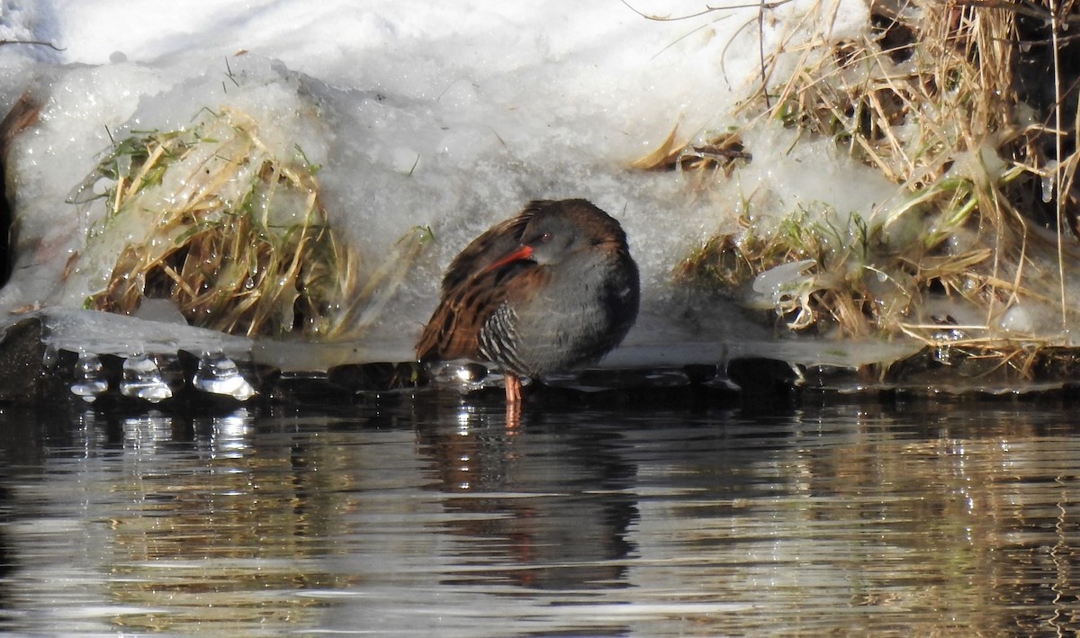 Water Rail - ML307106841