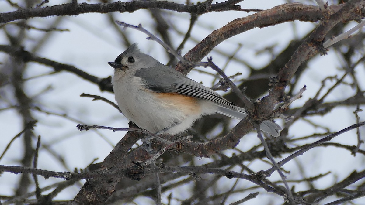 Tufted Titmouse - ML307108421