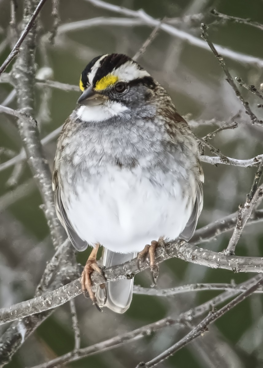 White-throated Sparrow - ML307109131