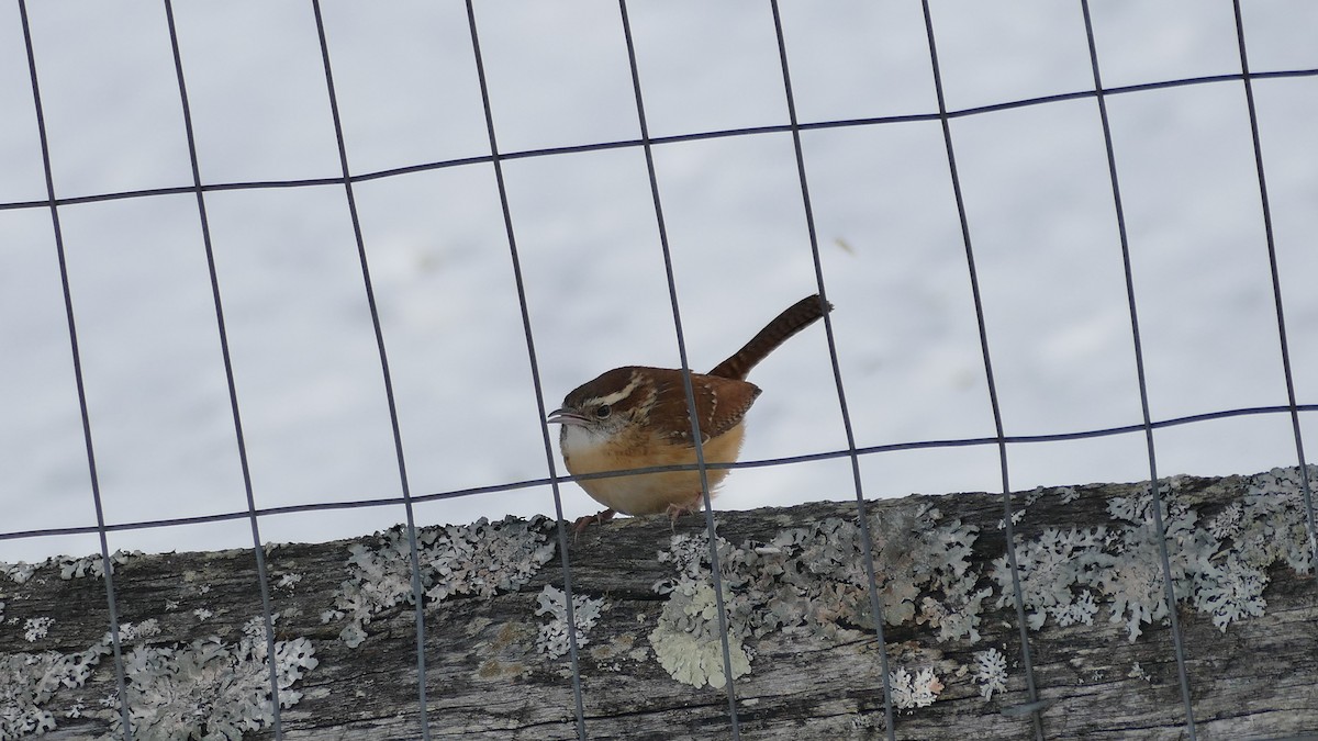 Carolina Wren (Northern) - Avery Fish