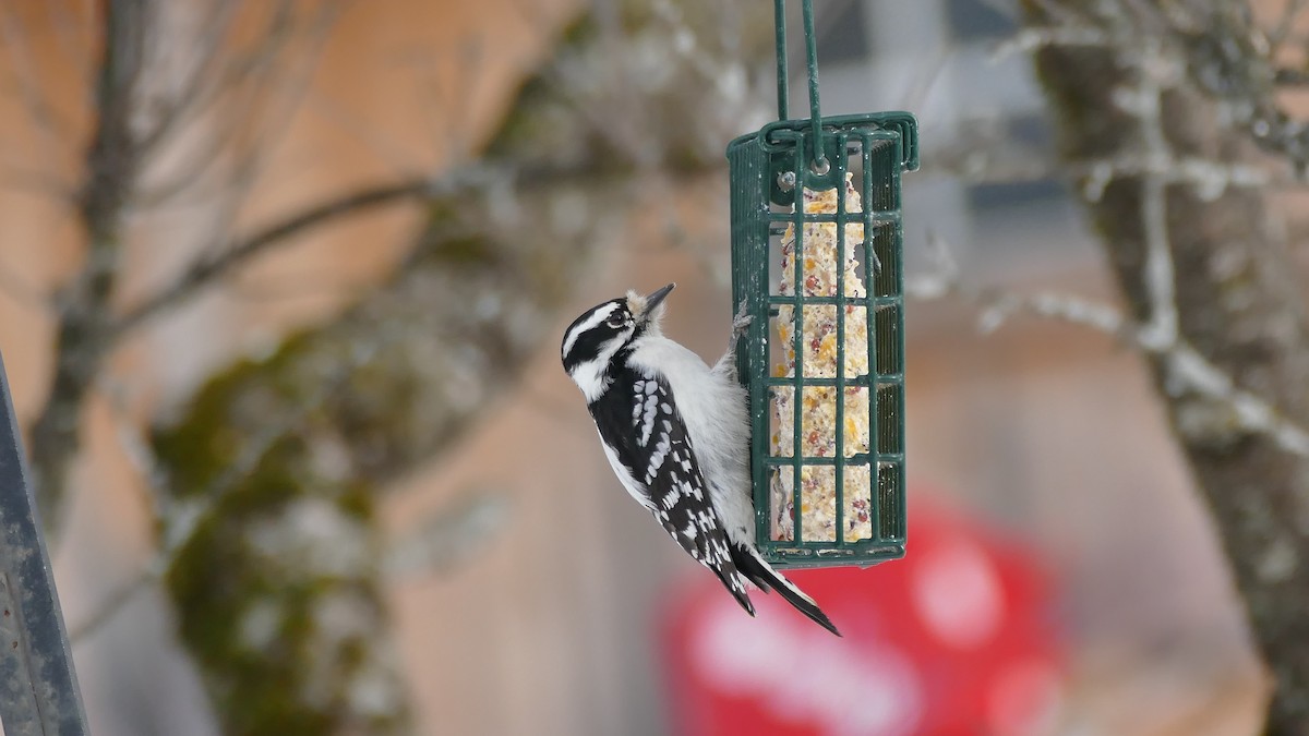 Downy Woodpecker (Eastern) - ML307110101