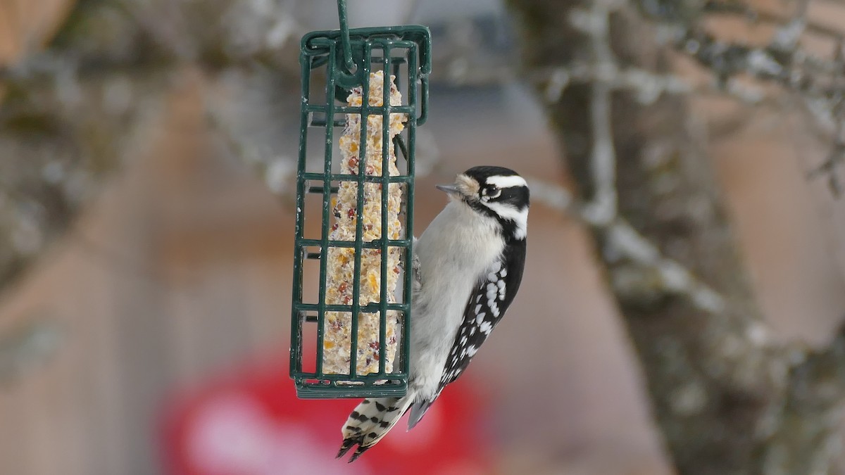 Downy Woodpecker (Eastern) - ML307110381