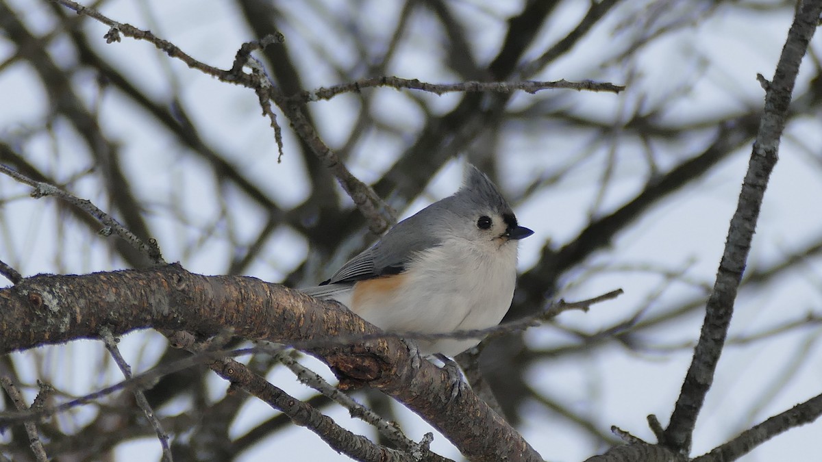 Tufted Titmouse - ML307110611