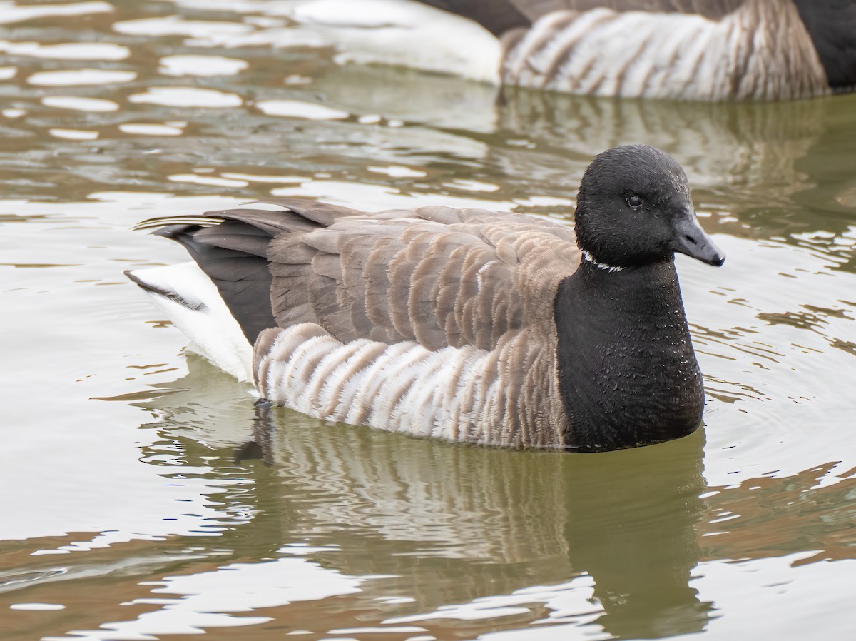 Brant - ML307111601