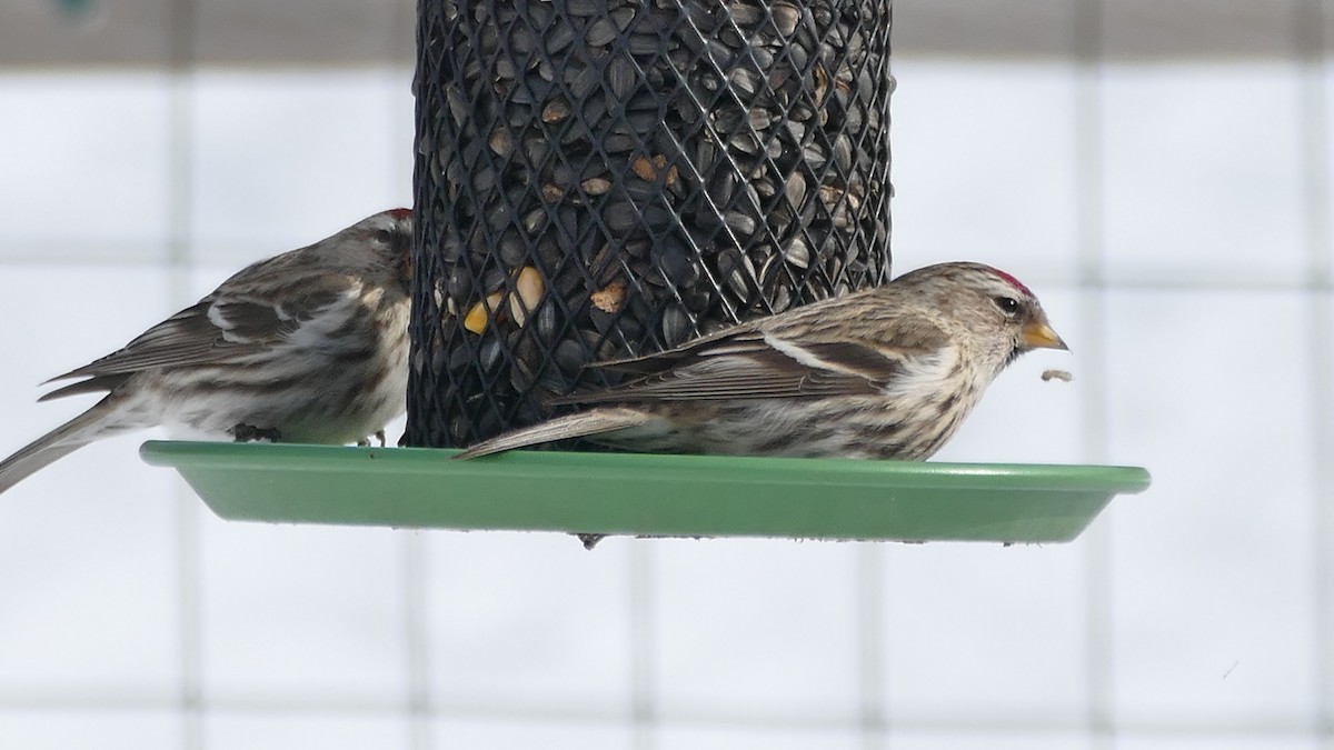 Common Redpoll (flammea) - ML307111681