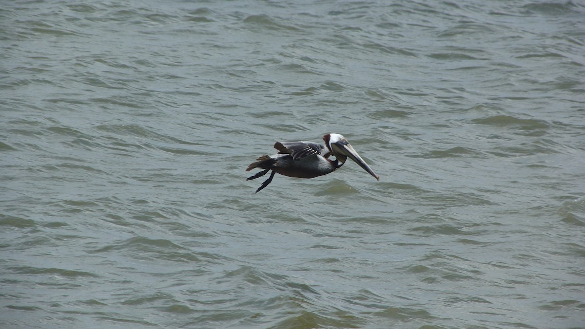 Brown Pelican - Christine McCluskey