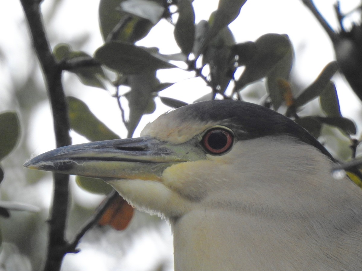 Black-crowned Night Heron - John Grossa