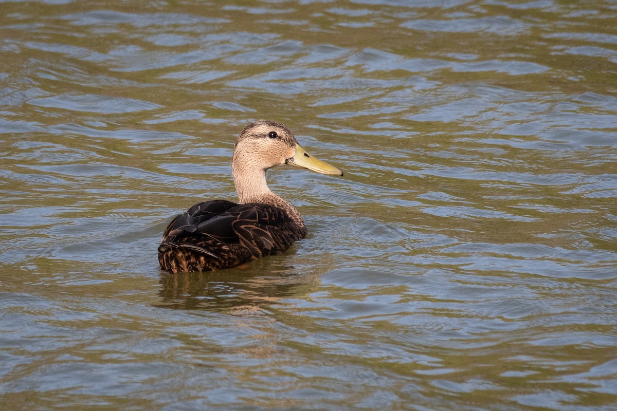 Mottled Duck - ML307114261