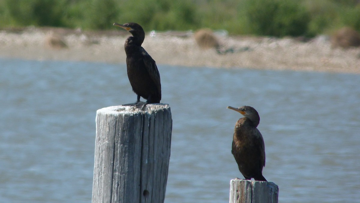 Neotropic Cormorant - Christine McCluskey