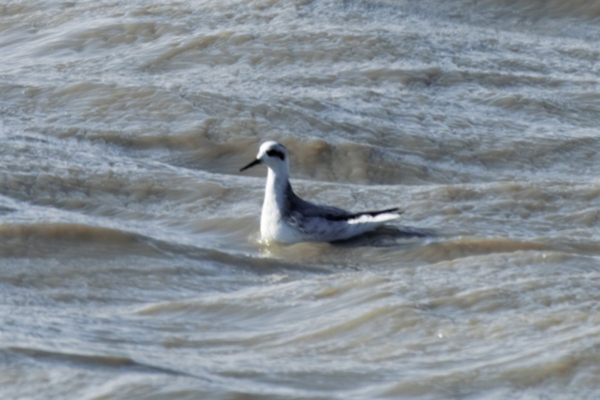 Red Phalarope - ML307115191